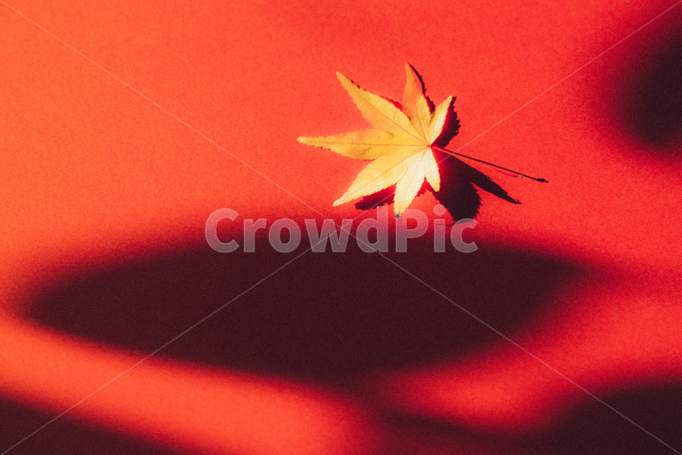 가을,낙엽,단풍잎,빨간,풍경,자연,가을,계절,fall,autumn,season,plant,식물,leaf,잎,tree,나무