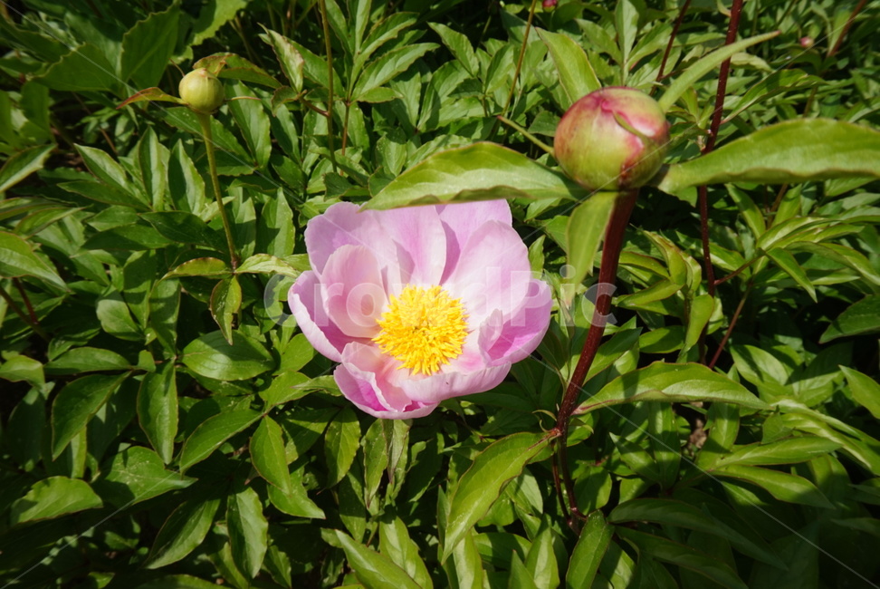 철쭉,진달래,축제,봄꽃,보라,봄,페스티벌,식물,자연,plants,nature,꽃,flower