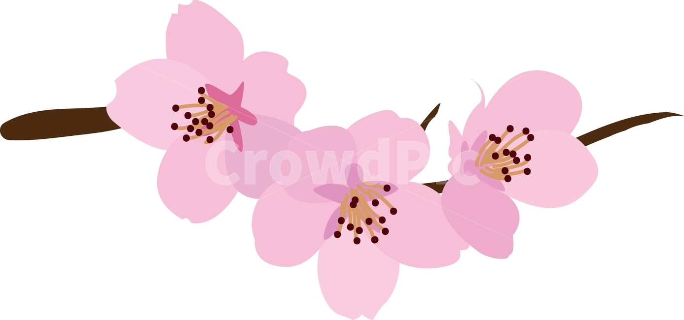 cherry,pink,Cherry Blossom,flower illustration,tree branch,plant,illustration,stamen,branch,flower