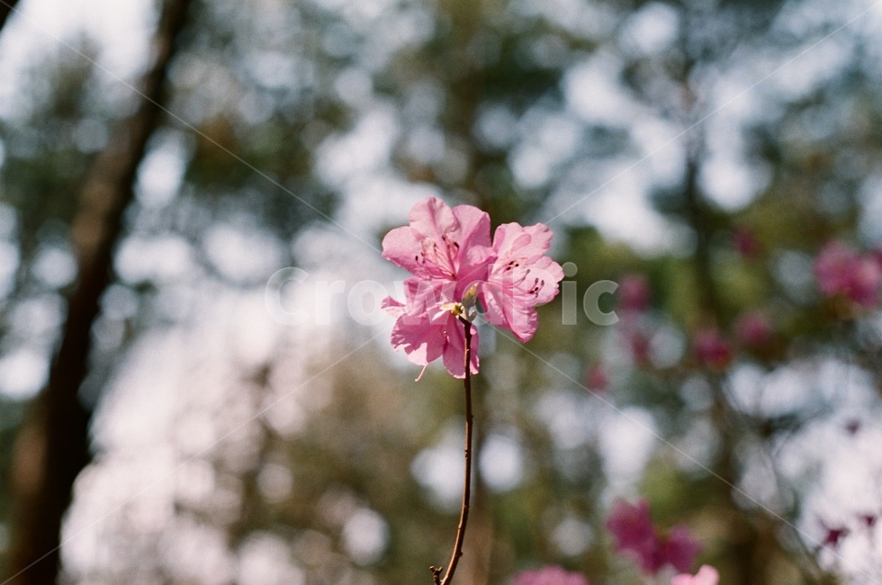 봄,봄날,꽃,식물,spring,봄,계절,spring,season,식물,자연,plants,nature,꽃,flower,감성,sensible,feeling,geranium,제라늄,plant,blossom