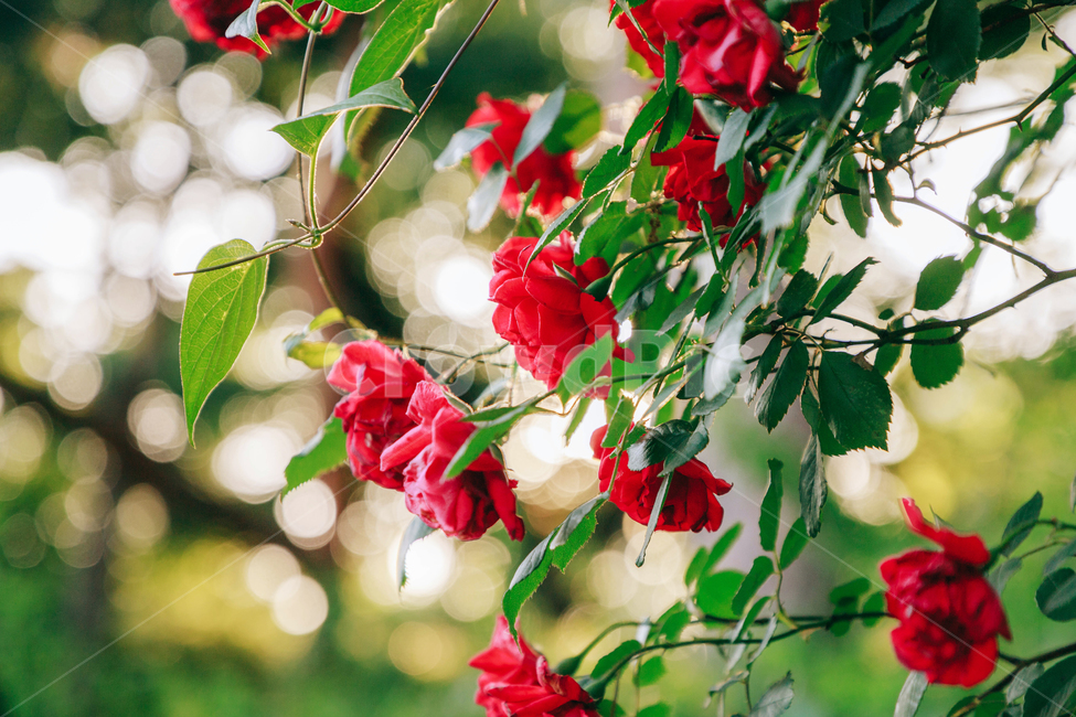 꽃,장미,붉은,빨간,아름다운,5월,자연,식물,꽃잎,잎파리,flower,rose,햇살,햇빛,햇볕,식물,자연,plants,nature,꽃,flower
