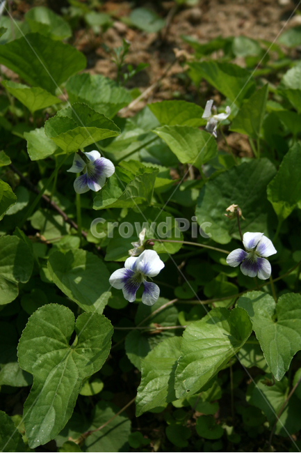 식물,flower,꽃,종지나물,보라색,보라,식물,자연,plants,nature,꽃,flower