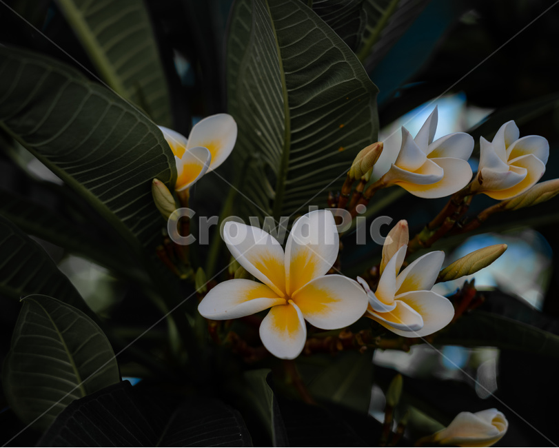 꽃,나무,빛,그림자,감성,flower,tree,light,shadow,식물,자연,plants,nature,꽃,flower