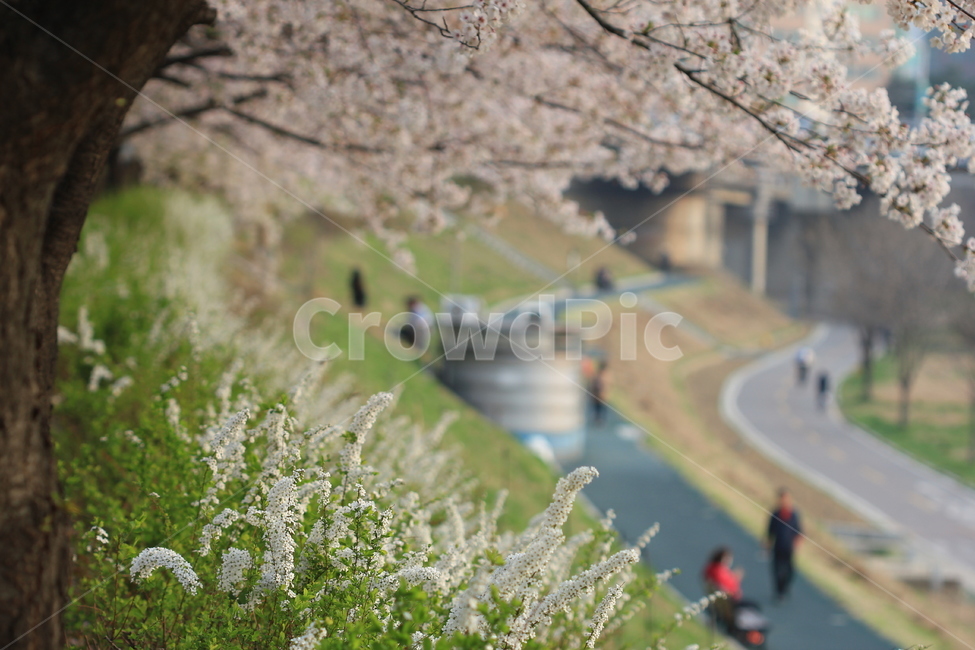 꽃,봄,flower,spring,벚꽃,cherryblossoms,안양천,봄,계절,spring,season,plant,식물,blossom
