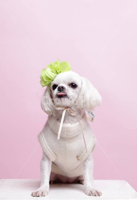 반려견,반려동물,강아지,개,애완견,애완동물,애견,per,dog,puppy,동물,animal,포유류,mammal,개,강아지,dog,doggy
