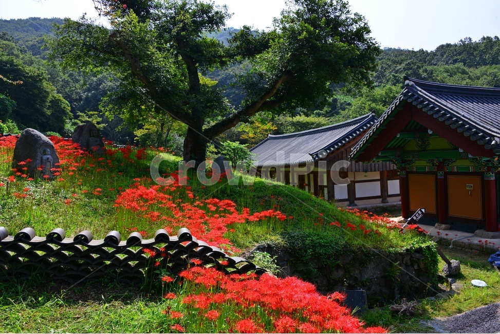 nature,자연,outdoors,옥외,plant,식물,함평,용천사,사찰,절,불교,상사화,꽃무릇,꽃무릇축제,불상,석상