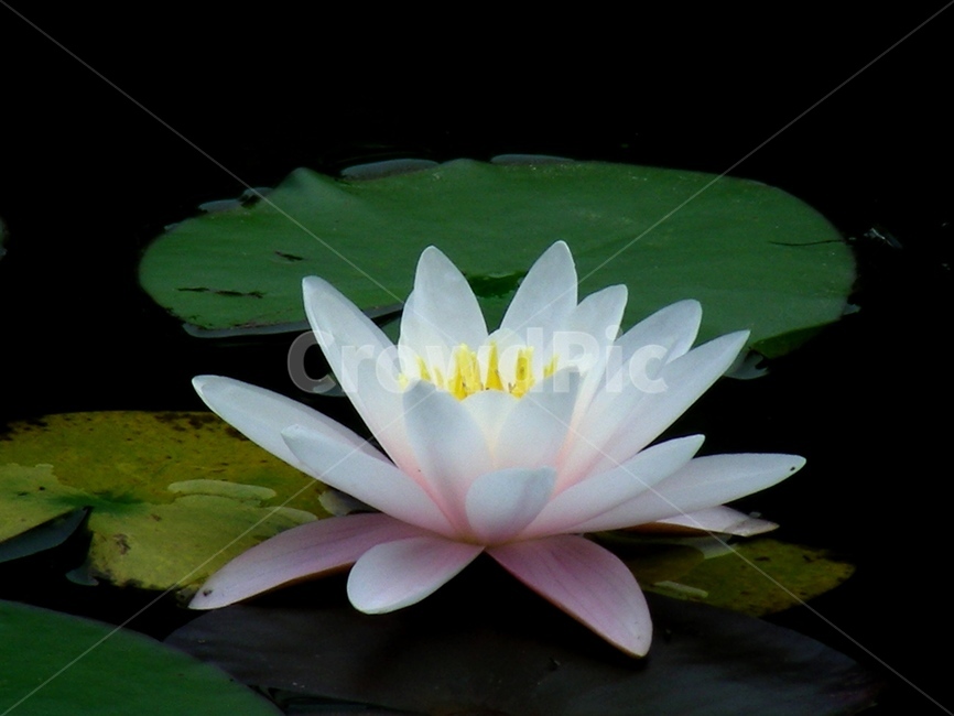 연꽃,수련,연잎,부처님오신날,로투스,불교
