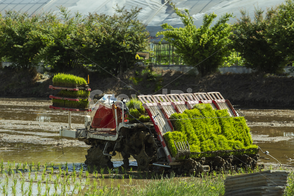 농사,벼,모내기,식물,성장,봄,이앙기,농장,쌀,농업,농사,agriculture,farming,farming industry