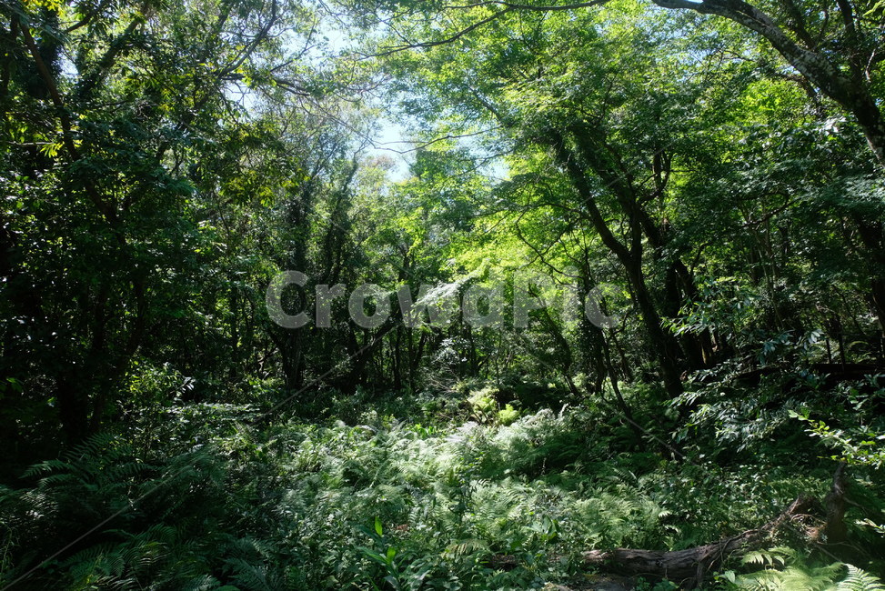숲,자연,나무,초록,풀,분위기,어두움,green,forest,배경화면,풍경,자연,풍경,nature,landscape,vegetation,초목,plant,식물,land,땅,outdoors,옥외,rainforest,열대 우림,tree,jungle,밀림,woodland,삼림지