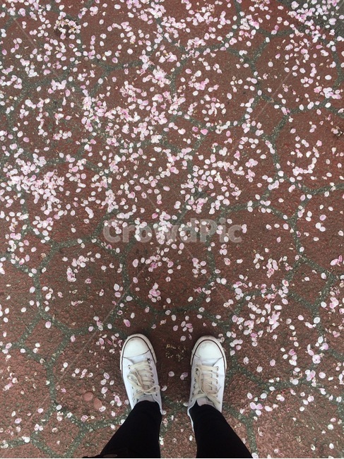 꽃,자연,식물,flower,nature