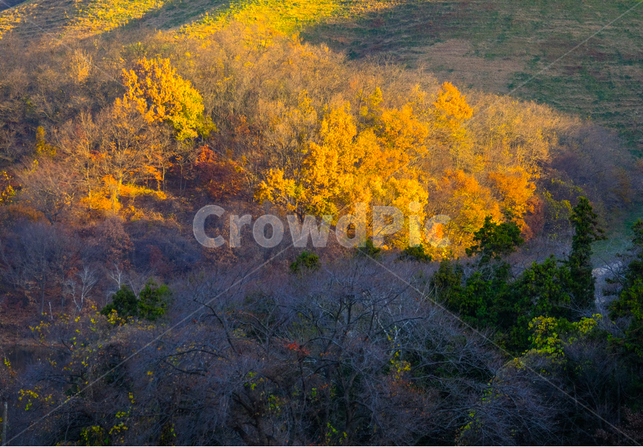산,나무,햇빛,아침,가을,가을,계절,fall,autumn,season,자연,풍경,nature,landscape,art,미술,painting,그림