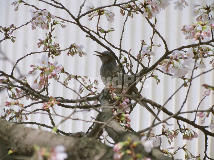 봄,벚꽃,새,bird,cherryblossom,flowers,봄꽃,벚꽃나무,계절,spring,식물,자연,plants,nature,wood,trees,감성,동물,animal,식물,자연,plants,nature,꽃,flower