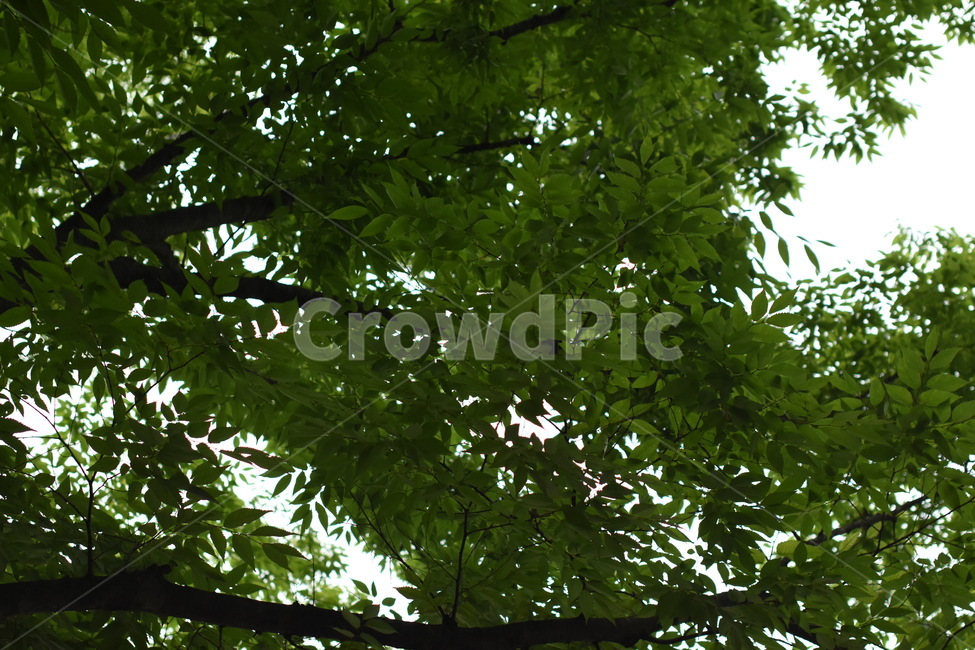 나무,풍경,공원,tree,park
