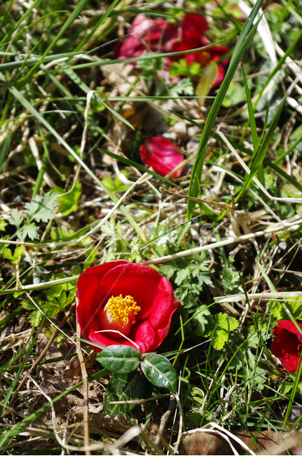 동백,꽃,flower,꽃잎,낙화,계절,봄,spring,식물,자연,plants,nature,꽃,flower