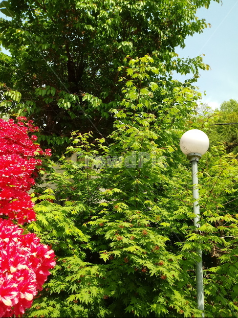 단풍나무,식물,자연,maple,낙엽활엽관목,초록,숲