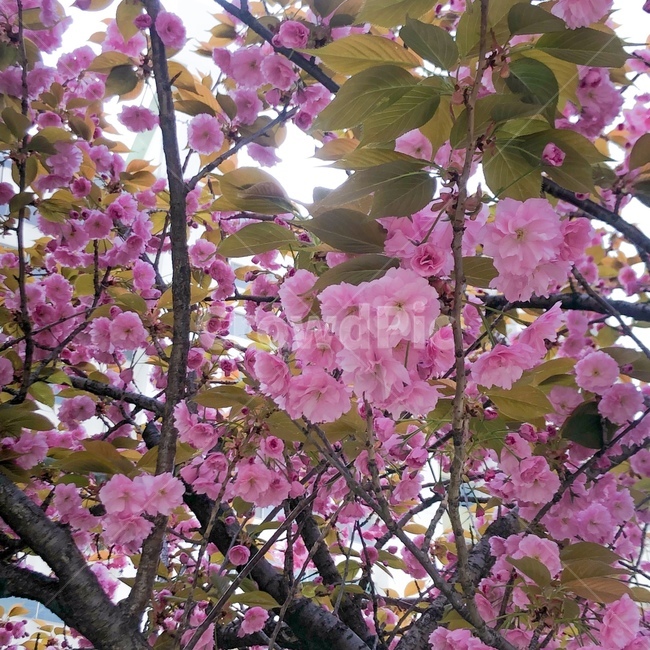 꽃,flower,blossom,식물,plant,봄,spring