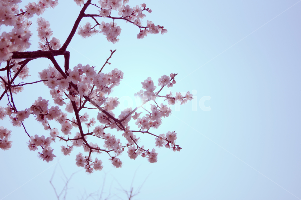 봄,벚꽃,꽃놀이,꽃,사랑,따스함,여의도,군항제,커플,하늘,풍경,자연,봄,계절,spring,season,자연,풍경,nature,landscape,plant,식물,blossom,flower,cherry blossom