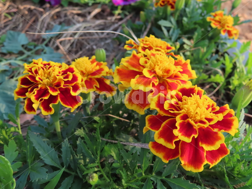 쌍떡잎,식물,꽃,아름다움,노란색,빨간색,공원,화려한,doubletteokleaves,plants,flowers,beauty,yellow,red,park,sunny