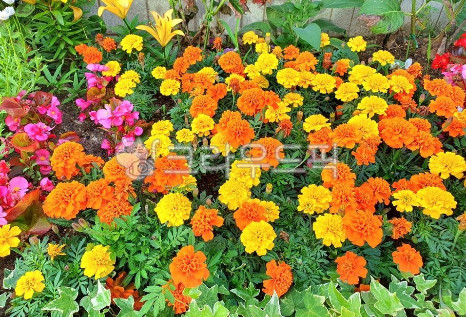 꽃,금잔화,flower,예쁜꽃,오랜지색꽃,노랑꽃,여름꽃