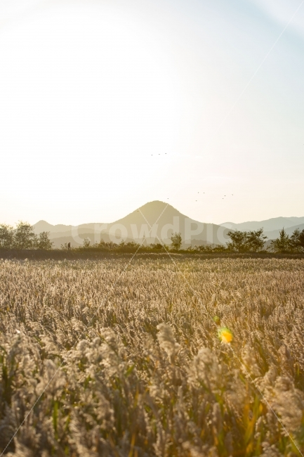 가을,갈대,순천만습지,감성사진,풍경,감성,가을,계절,fall,autumn,season,자연,풍경,nature,landscape,한국자연풍경,한국자연경관,korea nature landscape,감성,sensible,feeling,plant,식물,field,들