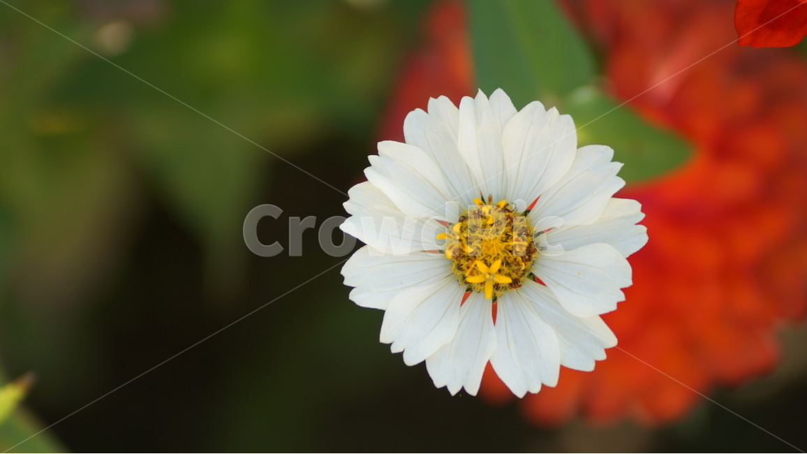 꽃,꽃사진,가을,식물,천일홍,백일홍,봄,계절,spring,season,식물,자연,plants,nature,꽃,flower,plant