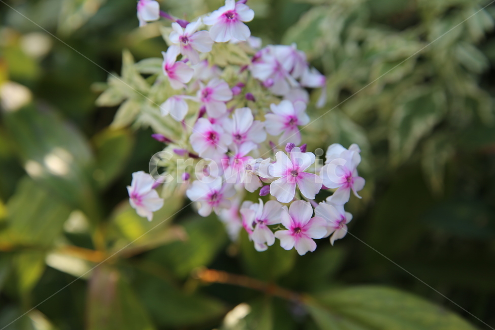 꽃,가을꽃,야생화,꽃잎,핑크꽃,식물,자연,plants,nature,꽃,flower