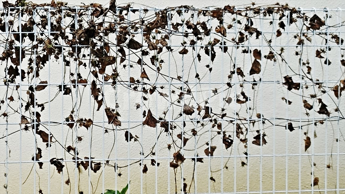 덩굴,넝쿨,가을,만추,울타리,가을풍경,추상,가을,계절,fall,autumn,season
