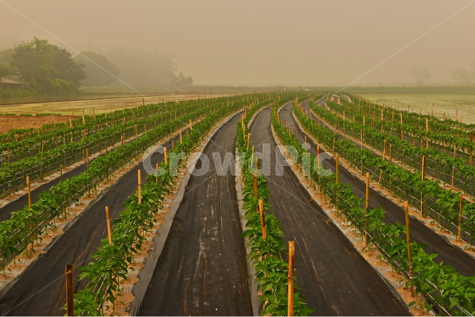 landscape,경치,nature,자연,outdoors,옥외,scenery,풍경,나주,남평,들녁,벼농사,논,물,농업,농사,경작,영농,채소밭,비닐,비닐농사,고추밭,고추농사,산업,industry,industrial,농업,농사,agriculture,farming,farming industry