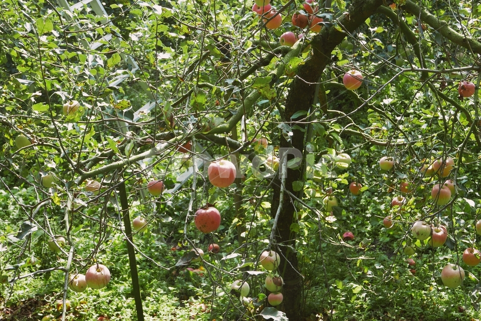 음식,과일,apple,food,자연