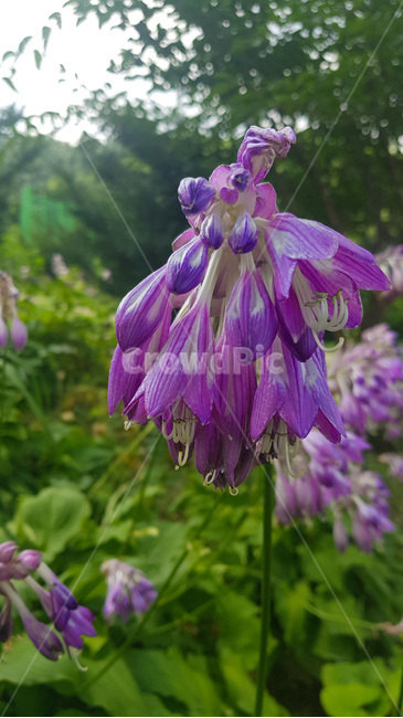꽃,자연,생물,butterfly,green,식물,풀,보라색꽃,여름,summer,plants