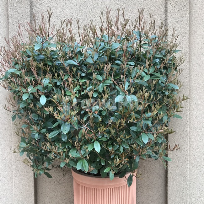 plant,식물,pottedplant,pottery,도기류,jar,항아리,vase,병장식,flowerpot,나뭇잎,leaf,props,화분,인테리어,interior,식물인테리어,landscaping,조경