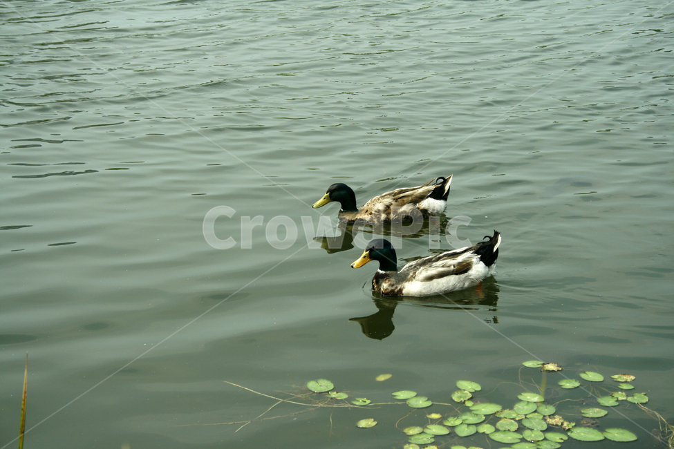 오리,청둥오리,조류,새,호수,물결,동물,animal,조류,새,birds