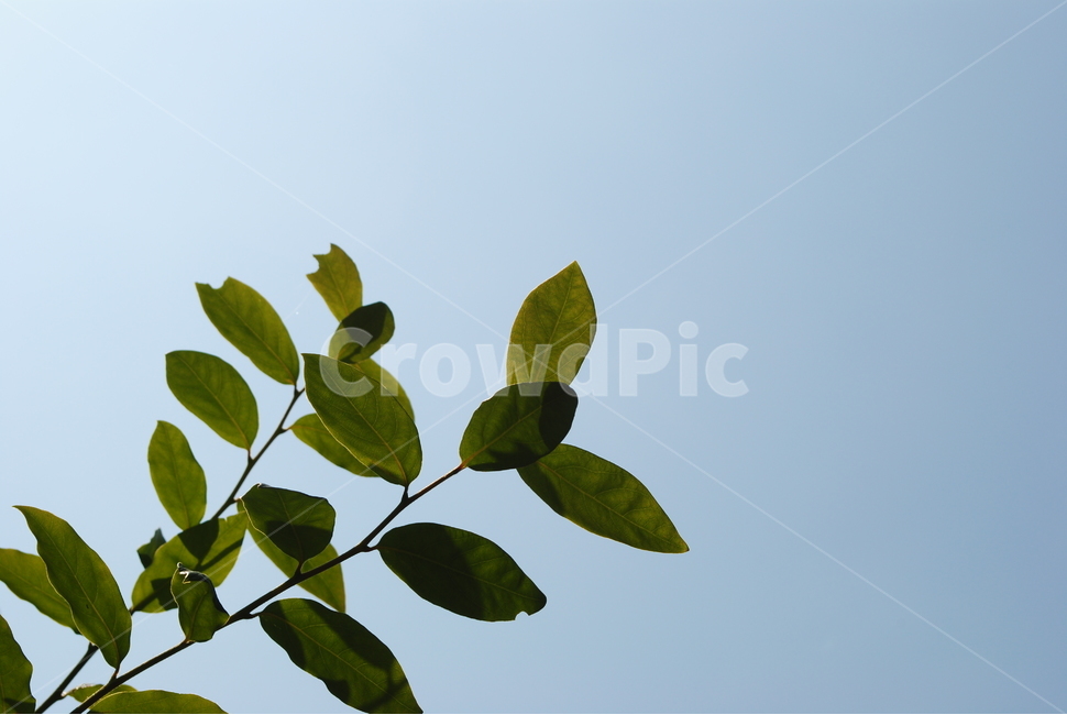 하늘,잎,나무,나뭇잎,자연,광나무,푸른,초록,식물,자연,plants,nature