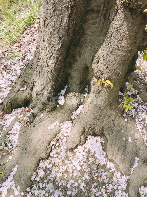벚꽃,나무,분홍,tree,blossom,봄,계절,spring,season,식물,자연,plants,nature,나무,trees,wood,plant