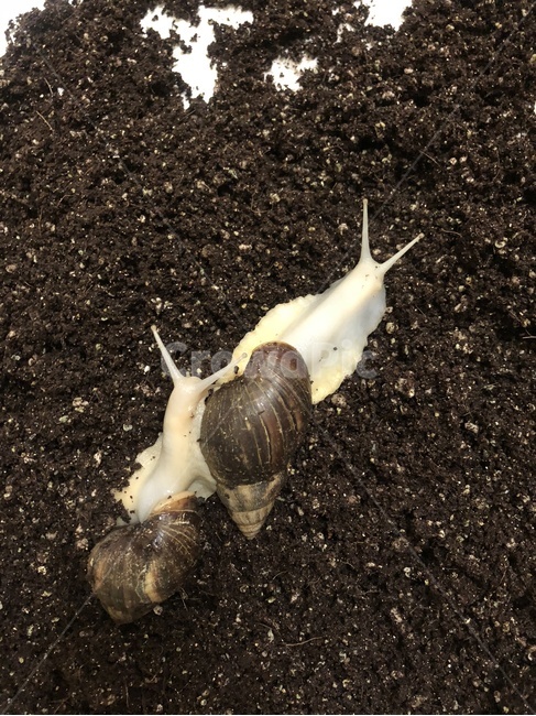달팽이,식용달팽이,금와,커플달팽이,핑핑이,snail,애완달팽이,애완동물,애완곤충