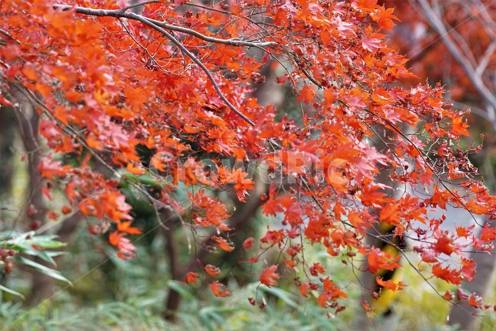 가을,단풍,식물,나무,잎,계절,tree,plant,leaf,오렌지,orange,autumn