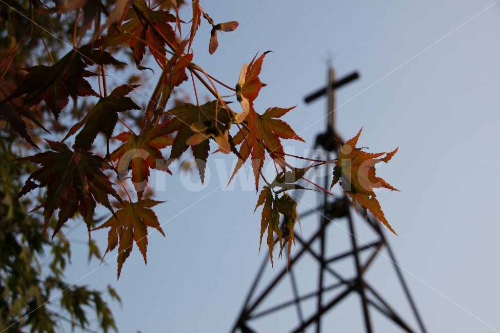 순천,드라마세트장,단풍,교회,여행,식물,자연,plants,nature