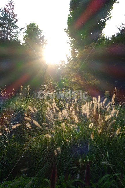 햇살,강아지풀,식물,빛,자연,공원,시골,휴식,nature,자연,풍경,nature,landscape,plant,grass,잔디,light,flare,플레어