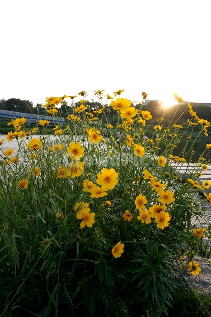 햇살,국화,노랑,야외,들,꽃,들꽃,강,식물,자연,plants,nature,꽃,flower