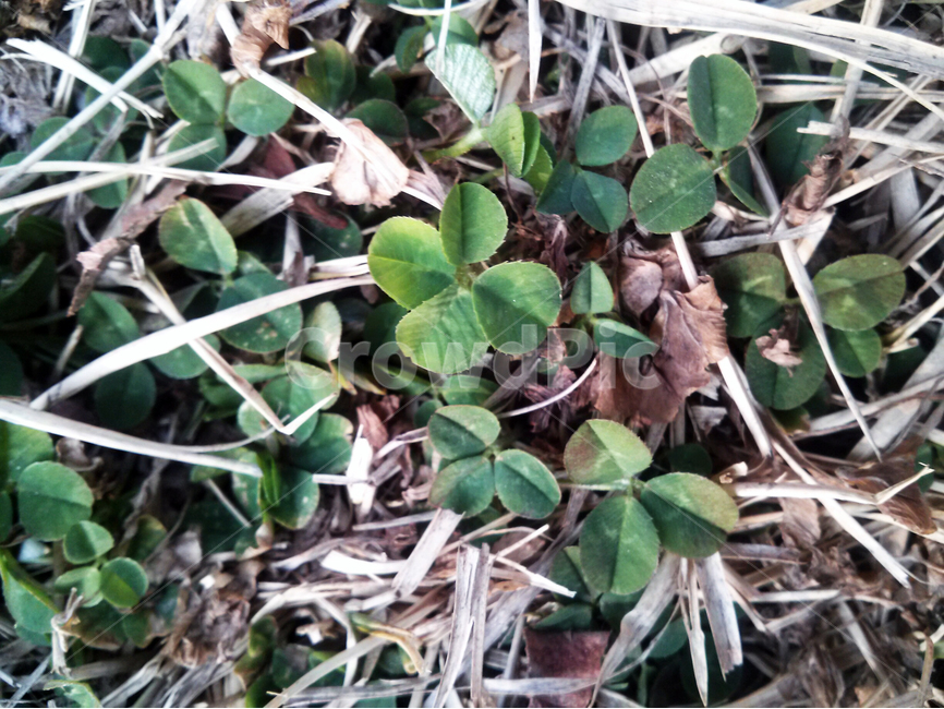 네잎클로버,clover,풀,자연,행운,식물,자연,plants,nature
