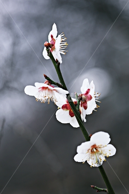 매화,매화꽃,꽃,매화나무,자연,배경,자연,풍경,nature,landscape,식물,plants,꽃,flower,나무,trees,wood,plant,pollen,화분