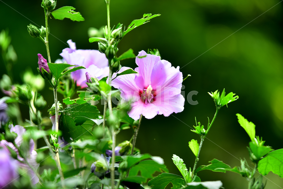 무궁화,국화,한국국화,나라꽃,꽃,우리나라꽃,무궁화나무,flower,roseofsharon