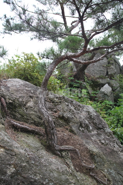 소나무,바위,바위위,힘겹게,식물,산중