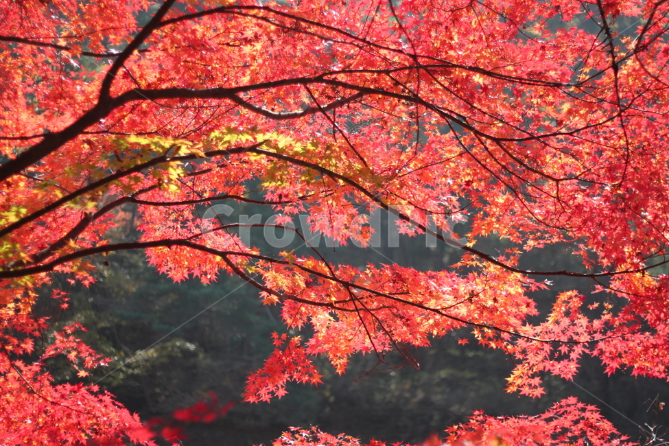 가을,단풍,햇살,아름다움,단풍나무,빨간단풍,가을풍경,자연,가을나무,단풍잎,붉은색,계절,낙엽,가을분위기,단풍놀이,붉은잎,은은함,화사함,야외,산책,경치,풍경사진,자연경관,명소,단풍철,가을하늘,관광,힐링,감성,여행,가을빛,한국의가을,사계절,색감,낙엽길,수목,아름다운자연,조화,낭만,가을,계절,fall,autumn,season,자연,풍경,nature,landscape,leaf,잎,plant,식물,tree,나무
