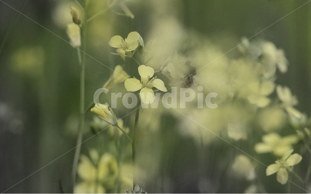 꽃,벌,봄,사랑,바탕화면,노랑,식물,자연,plants,nature,꽃,flower,동물,animal,곤충,벌레,insect,bug,감성,sensible,feeling