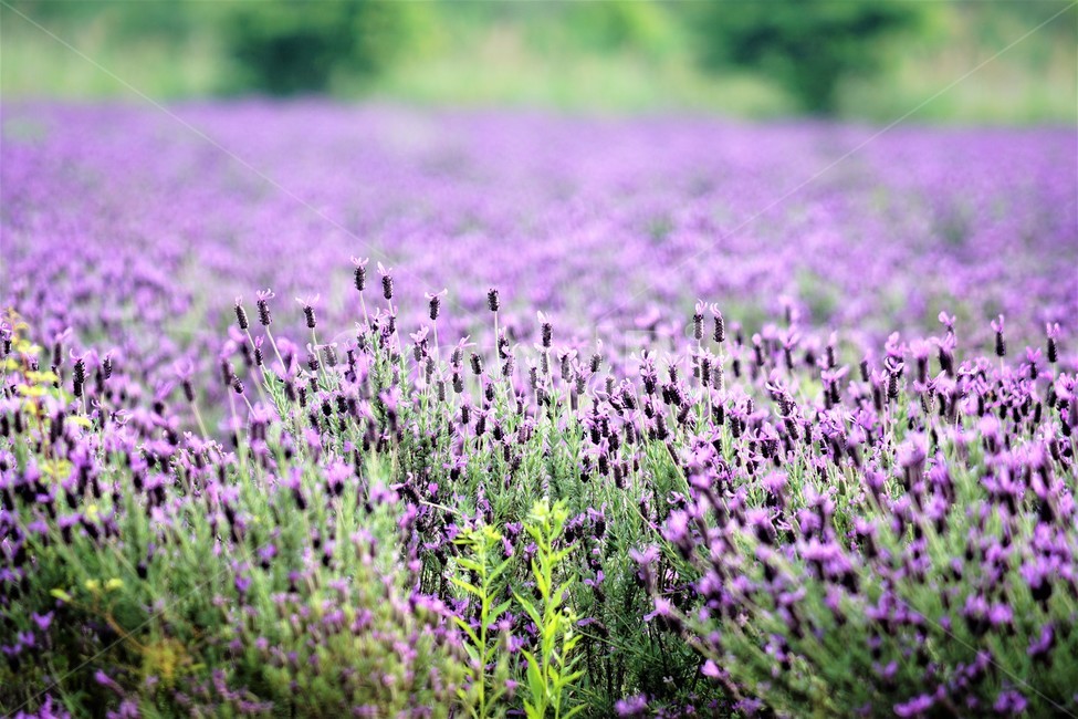 라벤더,꽃,식물,보라색,자연,봄,nature,flower,purple,violet,spring,식물,자연,plants,nature,꽃,flower