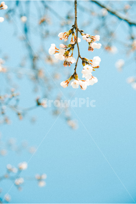 벚꽃,벚나무,꽃,봄,꽃놀이,꽃구경,봄,계절,spring,season,식물,자연,plants,nature,꽃,flower,감성,sensible,feeling,색깔,색상,색채,색감,color sense,color sensitivity,feeling of color,plant,blossom