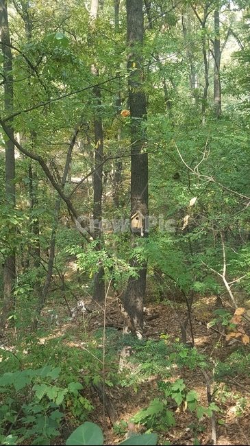 산,숲,식물,새집,forest,나무,자연,mountain,자연,풍경,nature,landscape,tree,plant