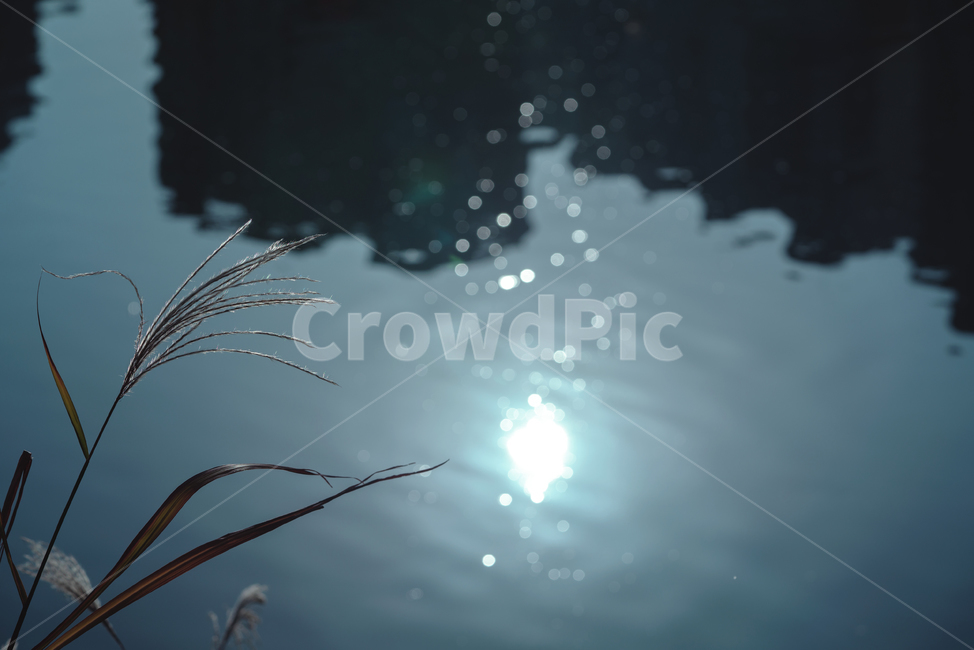 자연,가을,계절,갈대,풀,식물,생물,plant,옥외,light,빛