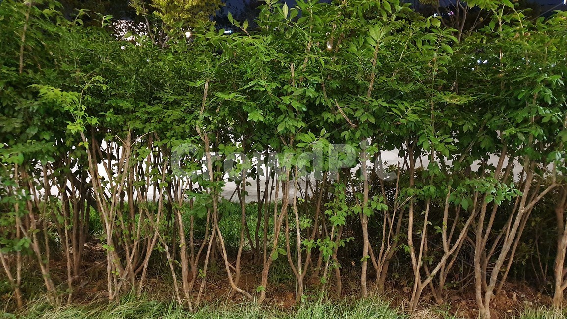 담장,식물,나무,울타리,plant,tree,야간